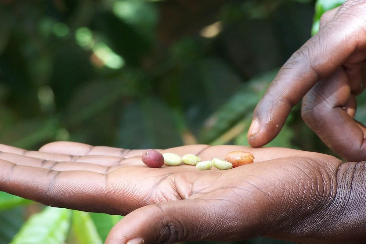 Coffee growing and processing from plant to cup