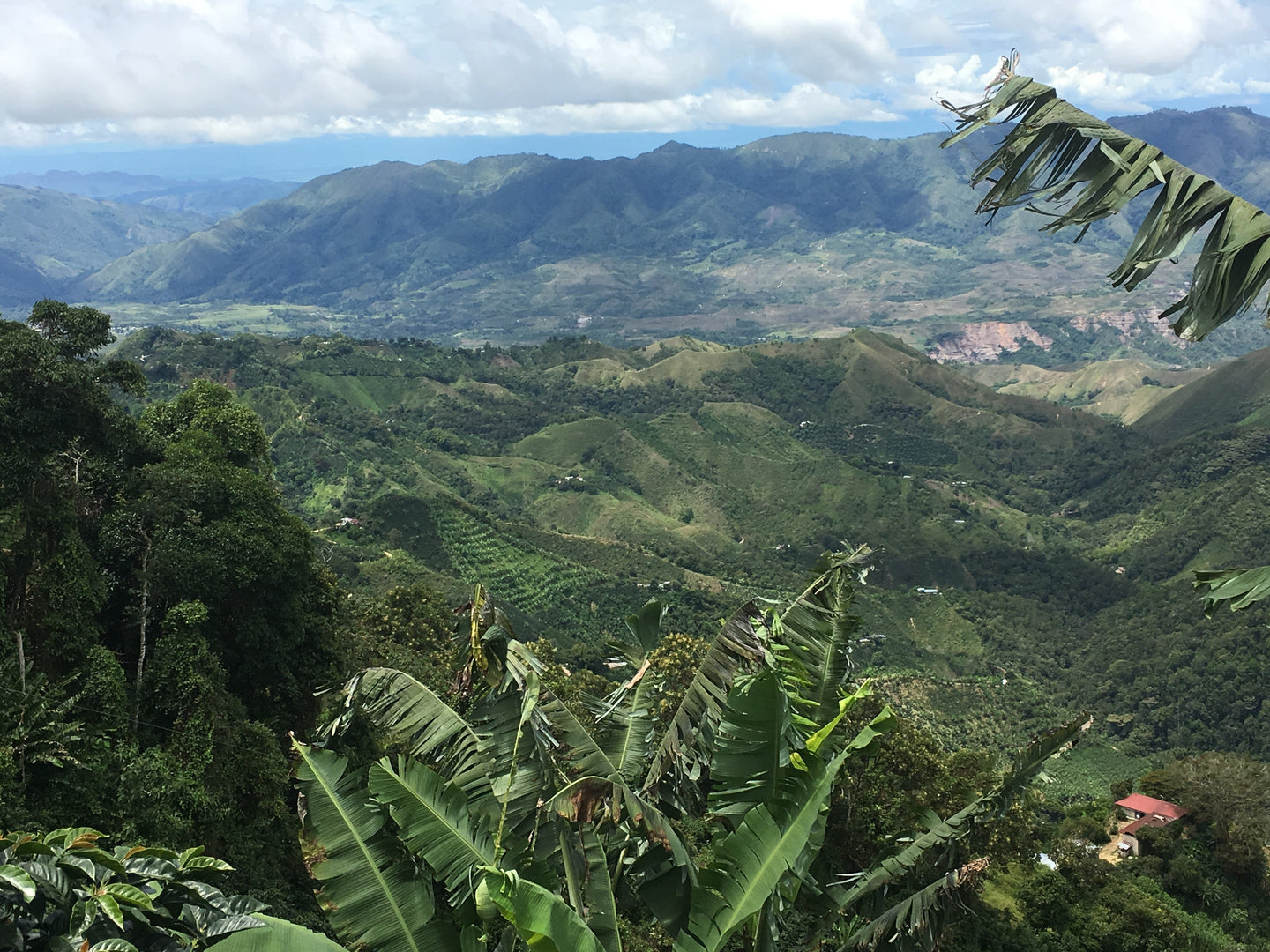 The Journey of a Coffee Bean: From Farm to Cup
